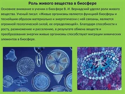 Какова роль живых организмов