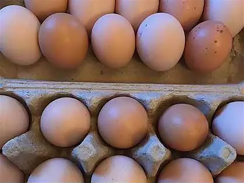 Яйца кур брама. Яйцо инкубационное Брама. Яйцо Брама МСМ. Курица Брама яйца.