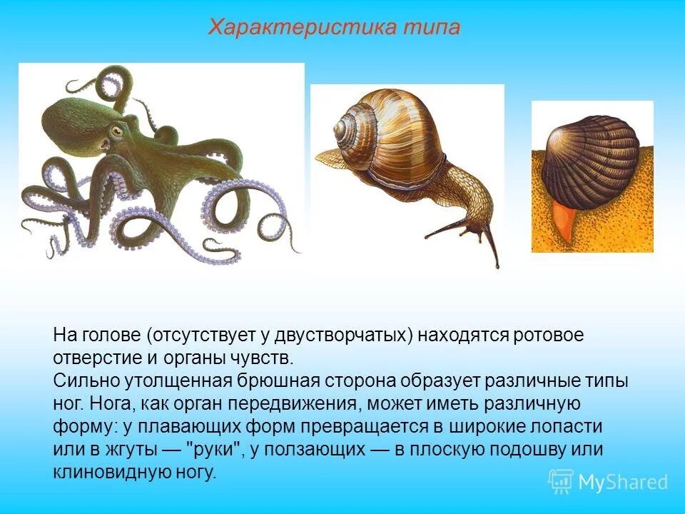 Отсутствует у двустворчатых моллюсков у головоногих. Биология таблица брюхоногие двустворчатые головоногие. Отсутствует у двустворчатых моллюсков у головоногих. Тип моллюски брюхоногие двустворчатые головоногие. Раковина брюхоногих двустворчатых и головоногих.