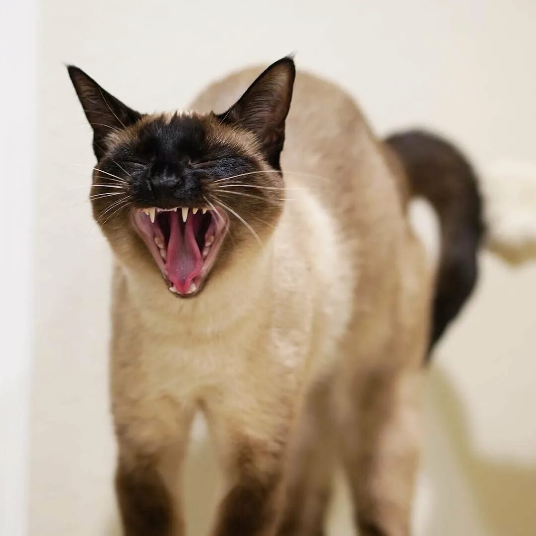 Сиамская кошка. Сиамская кошка злая. Балинезийская злая кошка. Тайская кошка злая.