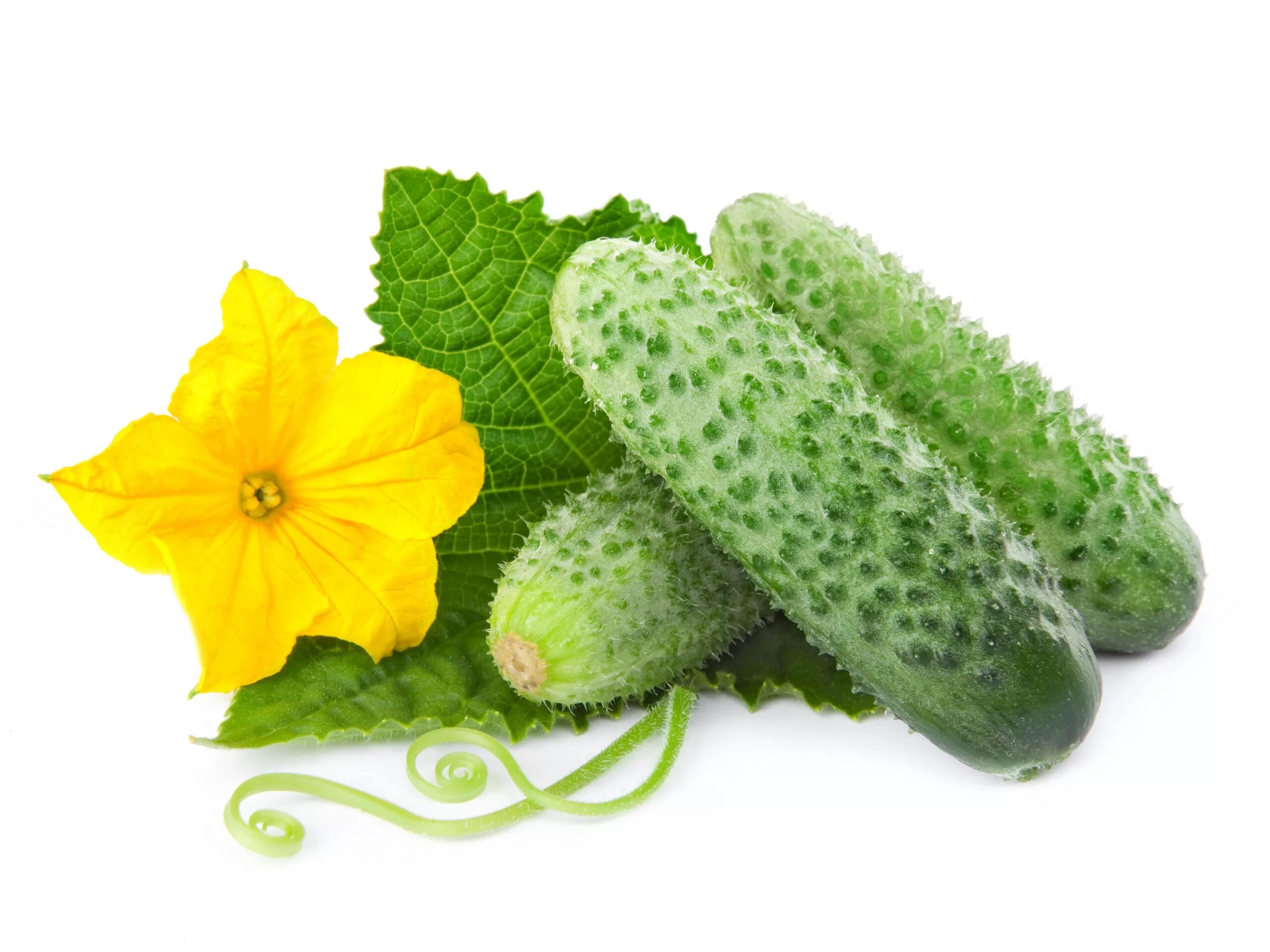 Огурчики детские