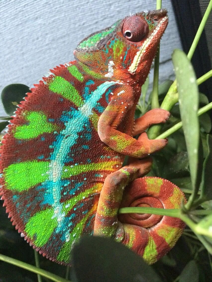 Furcifer pardalis Ambilobe. Хамелеон пардалис. Хамелеон фурцифер. Panther Chameleon Ambilobe. Содержание хамелеона в домашних