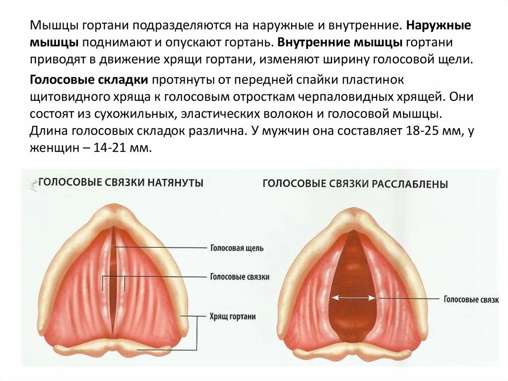 Голосовые связки голосообразование. Мышцы гортани напрягающие голосовые связки. Мышцы гортани суживающие голосовую щель. Голосовые связки анатомия гортани. Мышцы голосовых связок