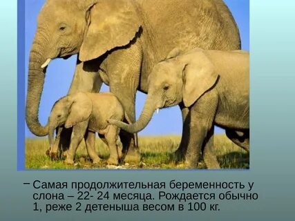 Сколько ходит слон беременность