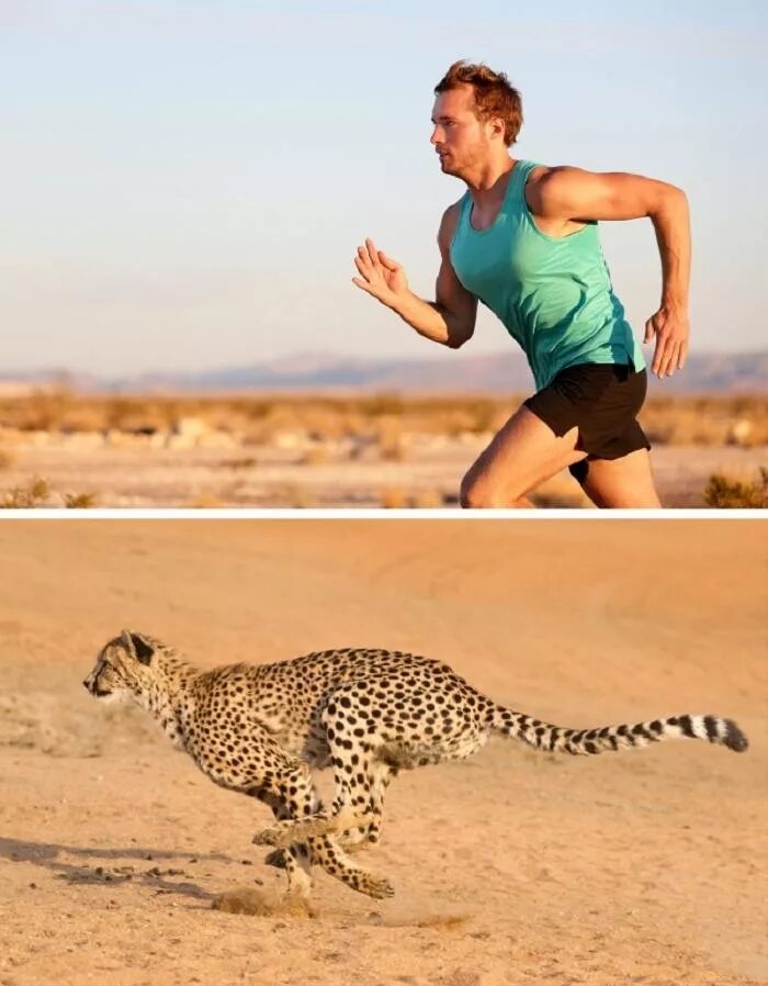 Бегун животное. Животное бежит. Леопард бежит. Гепард бежит. Бег леопарда.