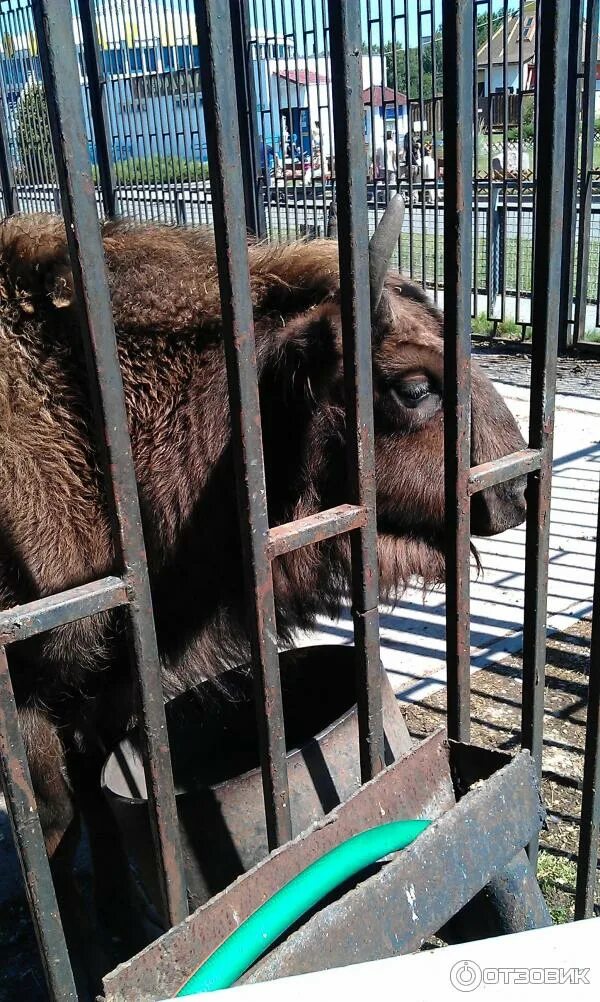 Минский зоопарк минск. Диалоги о животных минский зоопарк. Зоопарк в чижовке. Каштанчик животное. Зоопарк минск.
