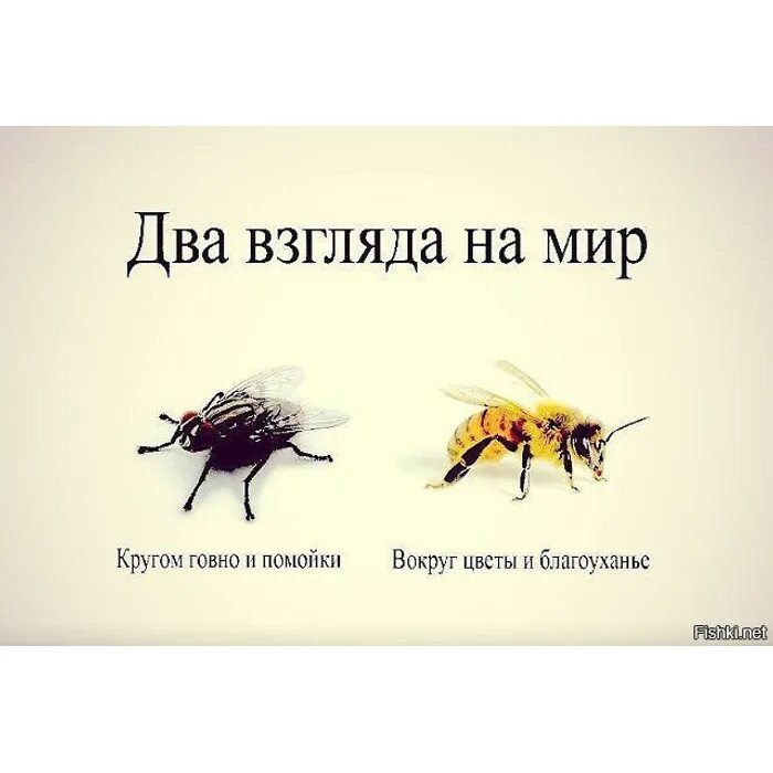 Хотя бы вижу. Два взгляда на мир. Вокруг цветы и благоухание. Два взгляда на мир Муха и пчела. Взгляд мухи и пчелы.