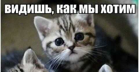 Ставь котенок
