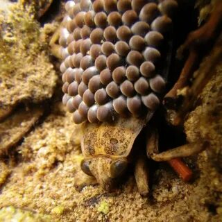 Belostomatidae