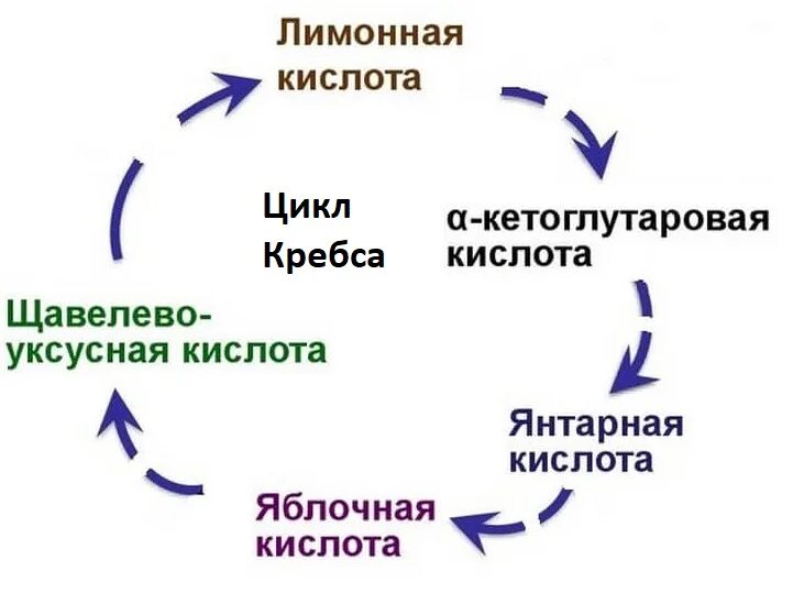 схема реакций цикла кребса. янтарная кислота в цикле кребса. цикл кребса 8 реакций кратко. цикл кребса основные процессы. ускоренный цикл.