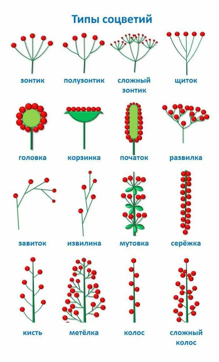 Какой тип соцветия. Схема типов соцветий. Типы соцветия растений. Сложный щиток соцветие схема. Типы соцветий схема растения.