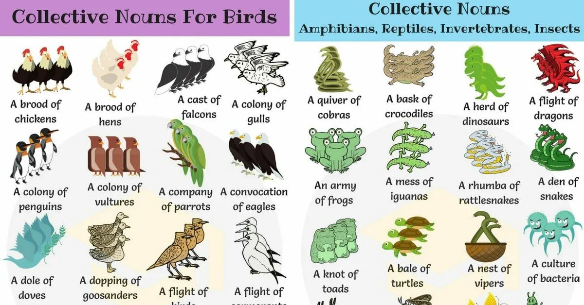 Коллективные существительные в английском. Collective Nouns animals. Collective Nouns в английском языке. Groups of animals Collective Nouns.