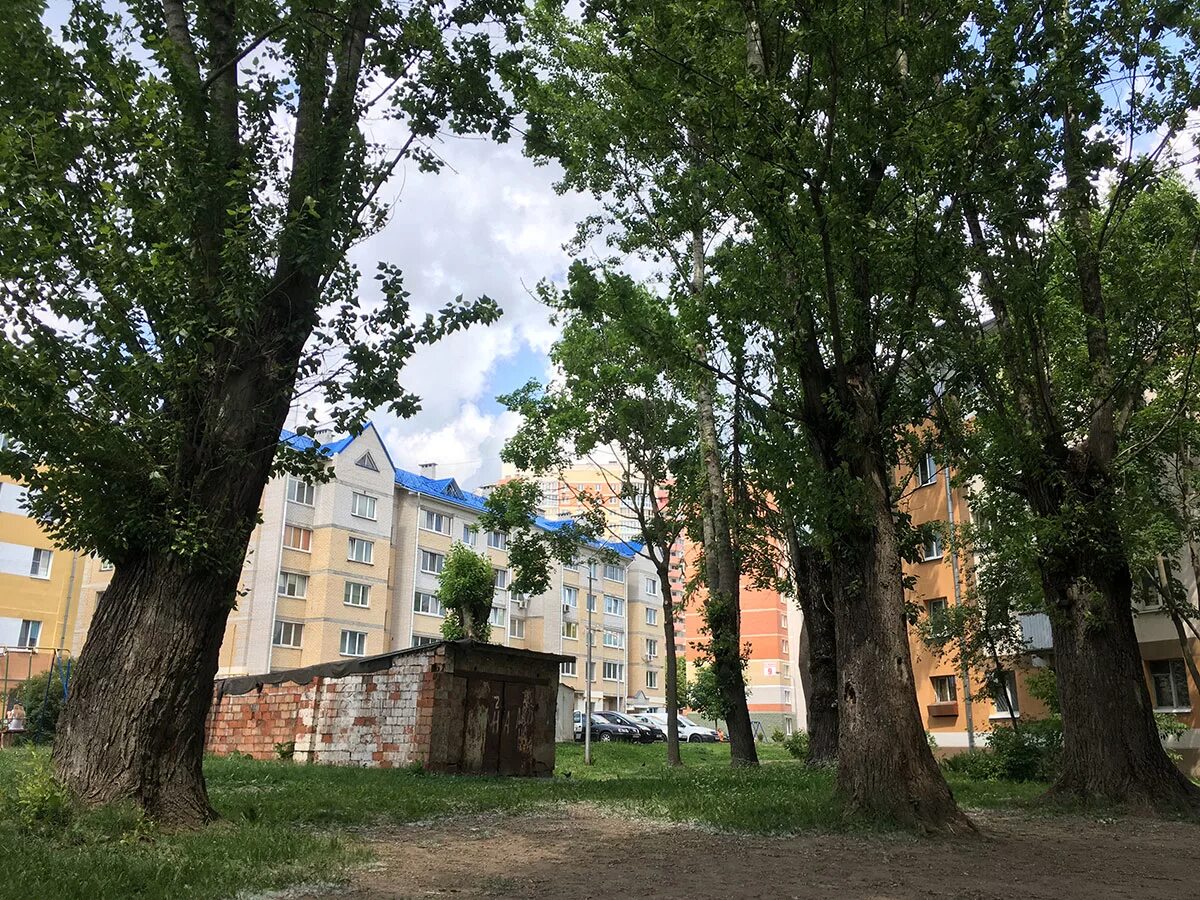 Тополь городской. Тополь в городе. Тополь на улице. Тополь у дома.