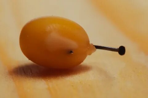 Нут на карпа как приготовить для рыбалки