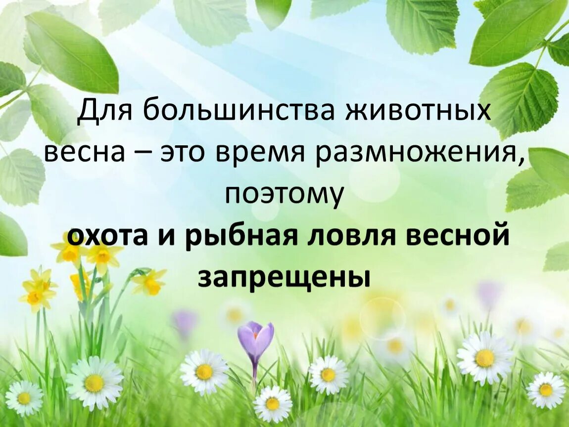 Какие происходят изменения в жизни животных весной. Изменения в жизни животных весной. Дикие животные весной презентация. Весной появляются Детеныши. Поведение растений и животных весной.