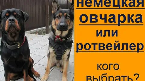 Кто сильнее немецкая овчарка или