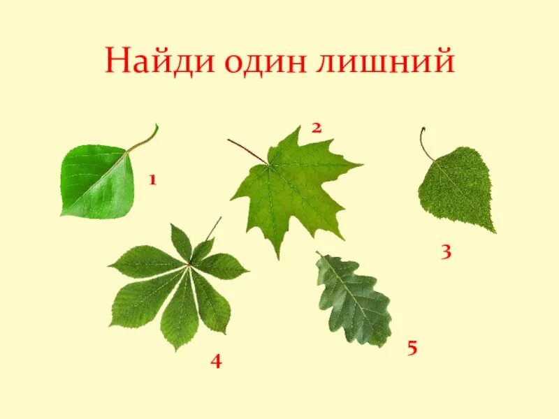 Конспект по теме лист 6 класс. Лист для презентации. найди лишний лист. строение листовых пластинок и найди лишнее. познакомить детей с строением листа.