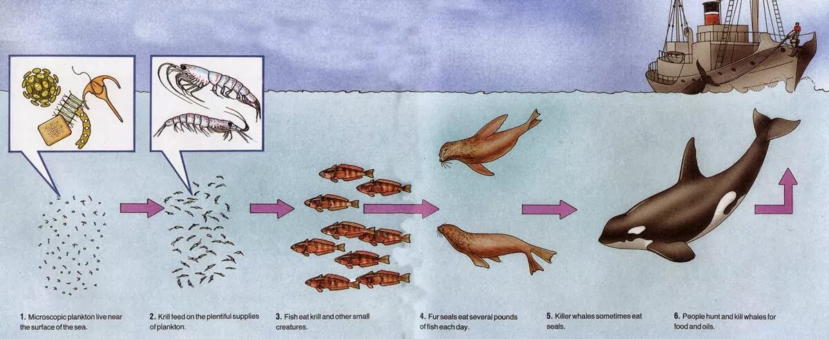 Цепь питания планктона. Пищевая цепочка морских обитателей. Пищевая цепочка в море. Цепь питания в море. Пищевая цепь моря.