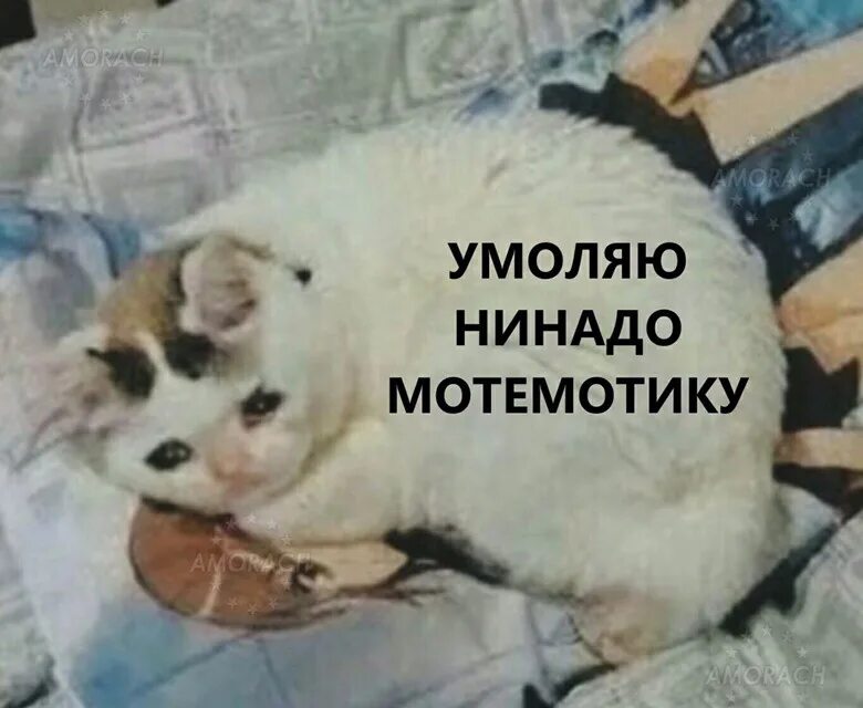 Можно нннадо. Кот может не надо. Не надо Мем кот. Можно не надо.