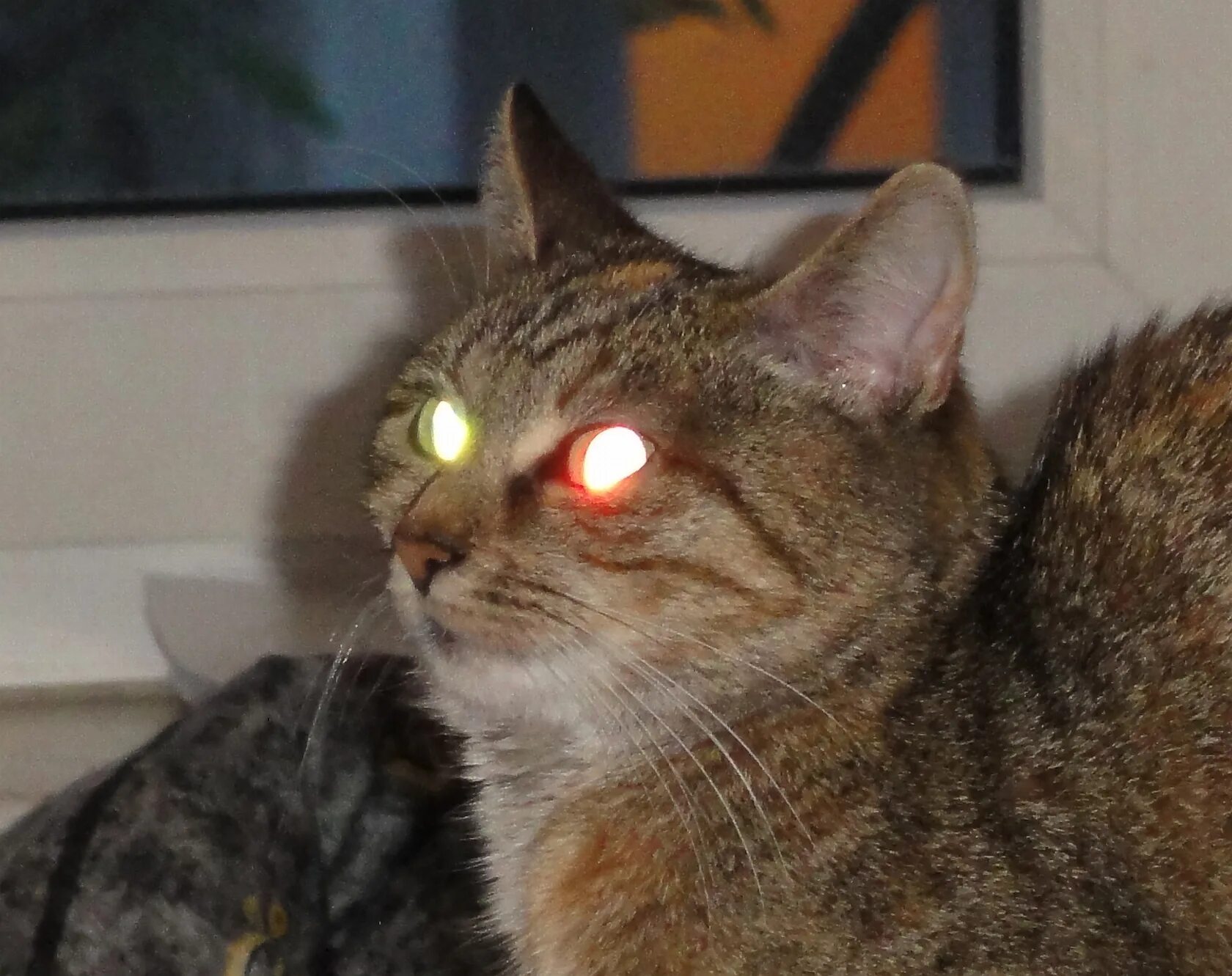 У кота светятся глаза. Светящиеся кошачьи глаза. Кошка с горящими глазами. Тапетум у кошки.