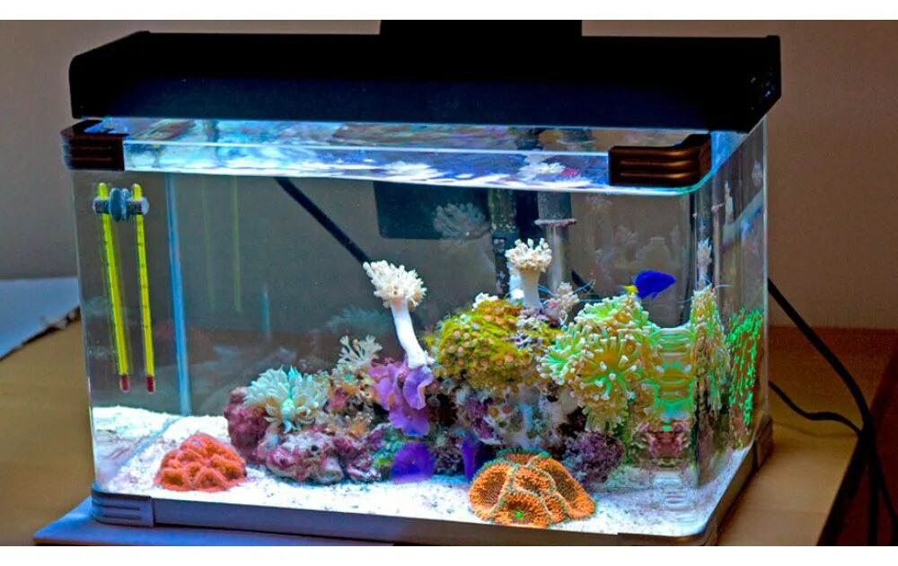 Аквариум Arcadia Nano. Аквариум мини риф. Морской нано аквариум. Reef 10 Gallon. Подготовка воды для аквариума