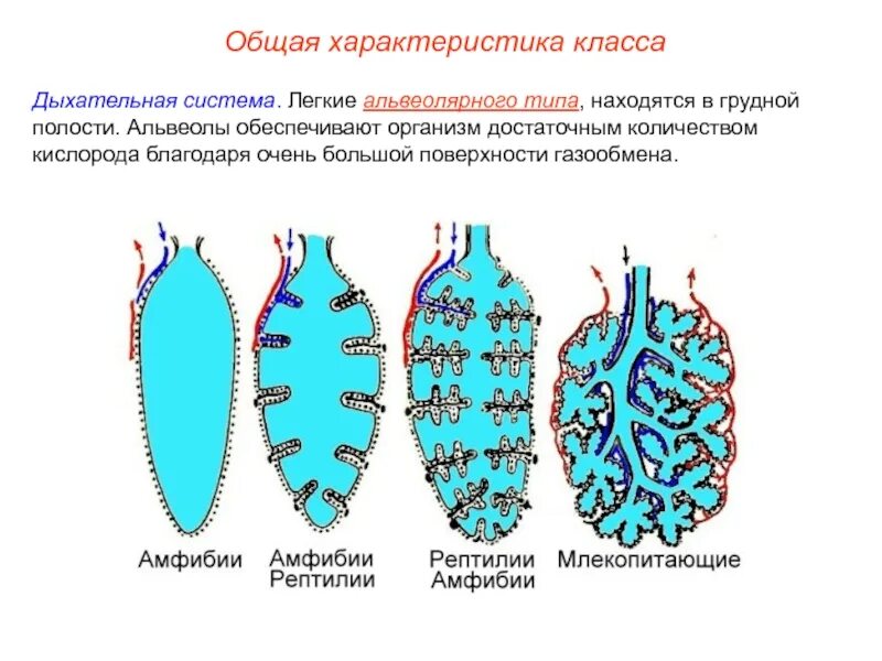 Ячеистые легкие особенности