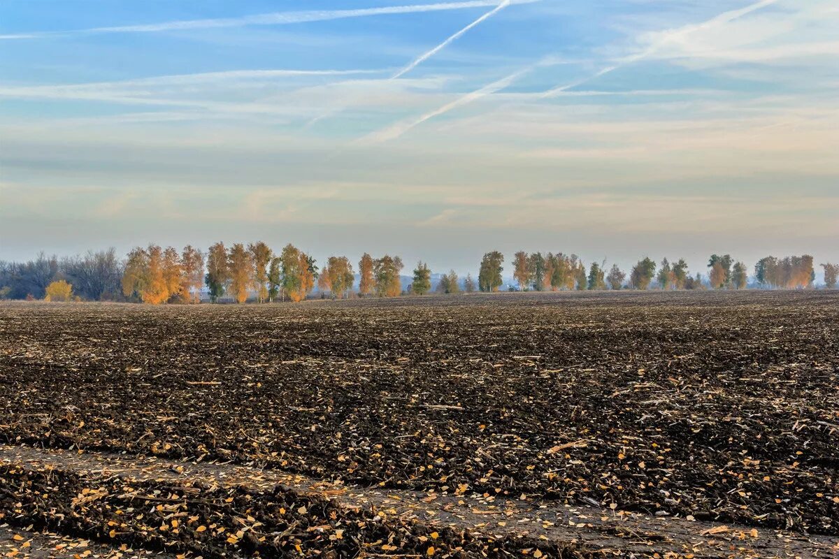 Распаханное поле осень сергиево посадский район. Спил дерева. Уборка улиц осень. Удаление деревьев. Уборка листьев в саду.