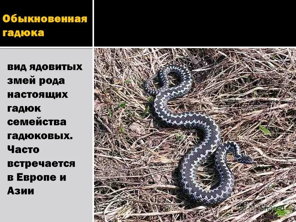 Тип гадюки обыкновенной. Гадюка обыкновенная отряд. гадюка обыкновенная систематика. классификация гадюки обыкновенной.