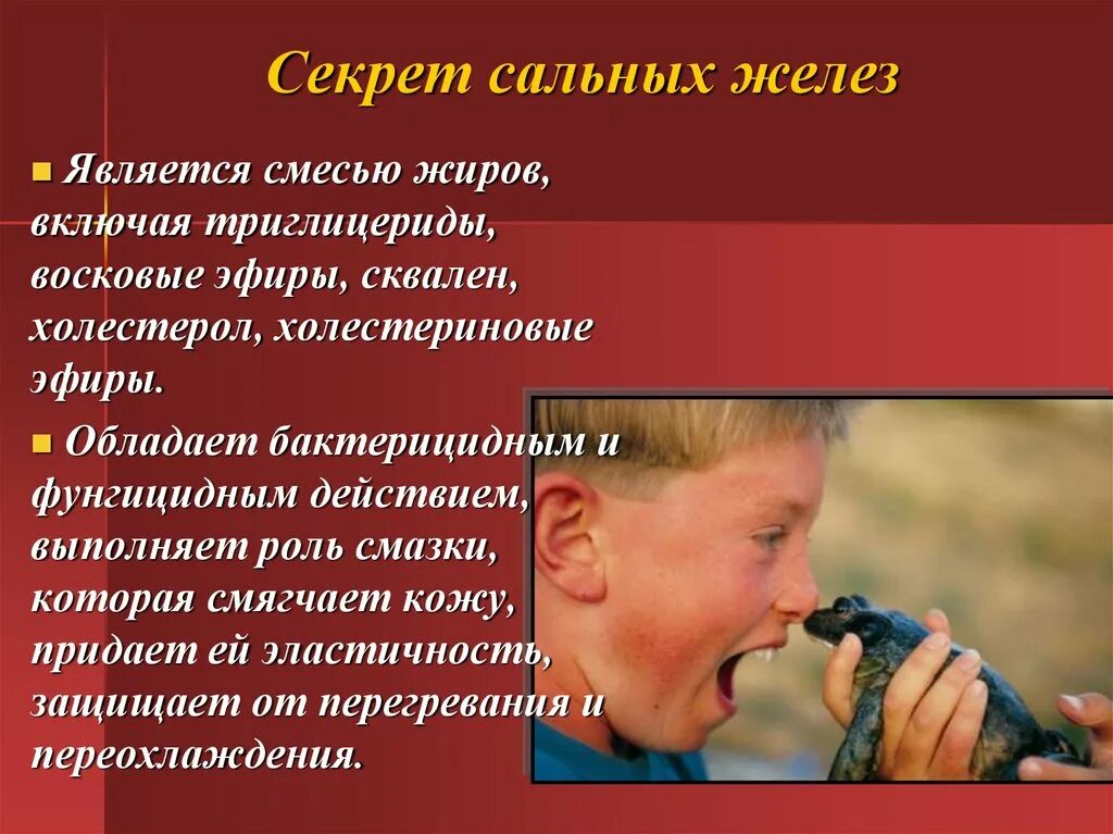 Секрет сальных желез выполняет функции. Презентация на тему производные кожи. в секрете сальных желез содержится бактерицидное вещество.