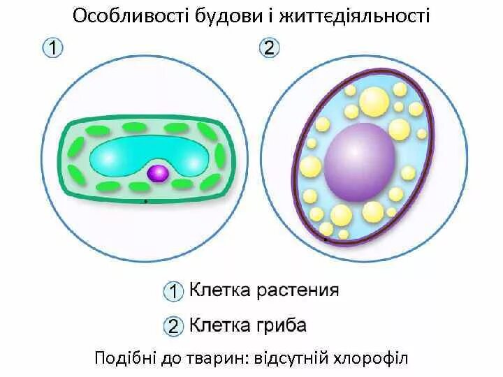 Клетка гриба. Клетка гриба и растения. Строение клетки гриба. Грибная клетка. Клетки растительные животные бактериальные грибные