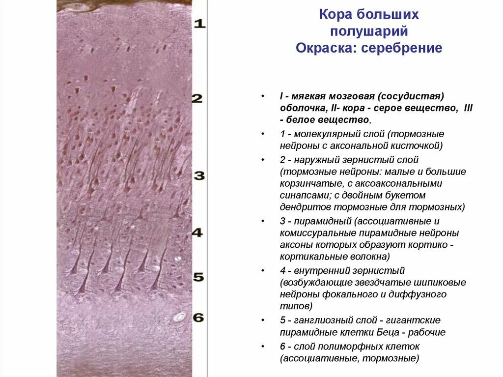 Гистология головного мозга. Строение коры мозжечка гистология. строение коры больших полушарий гистология.
