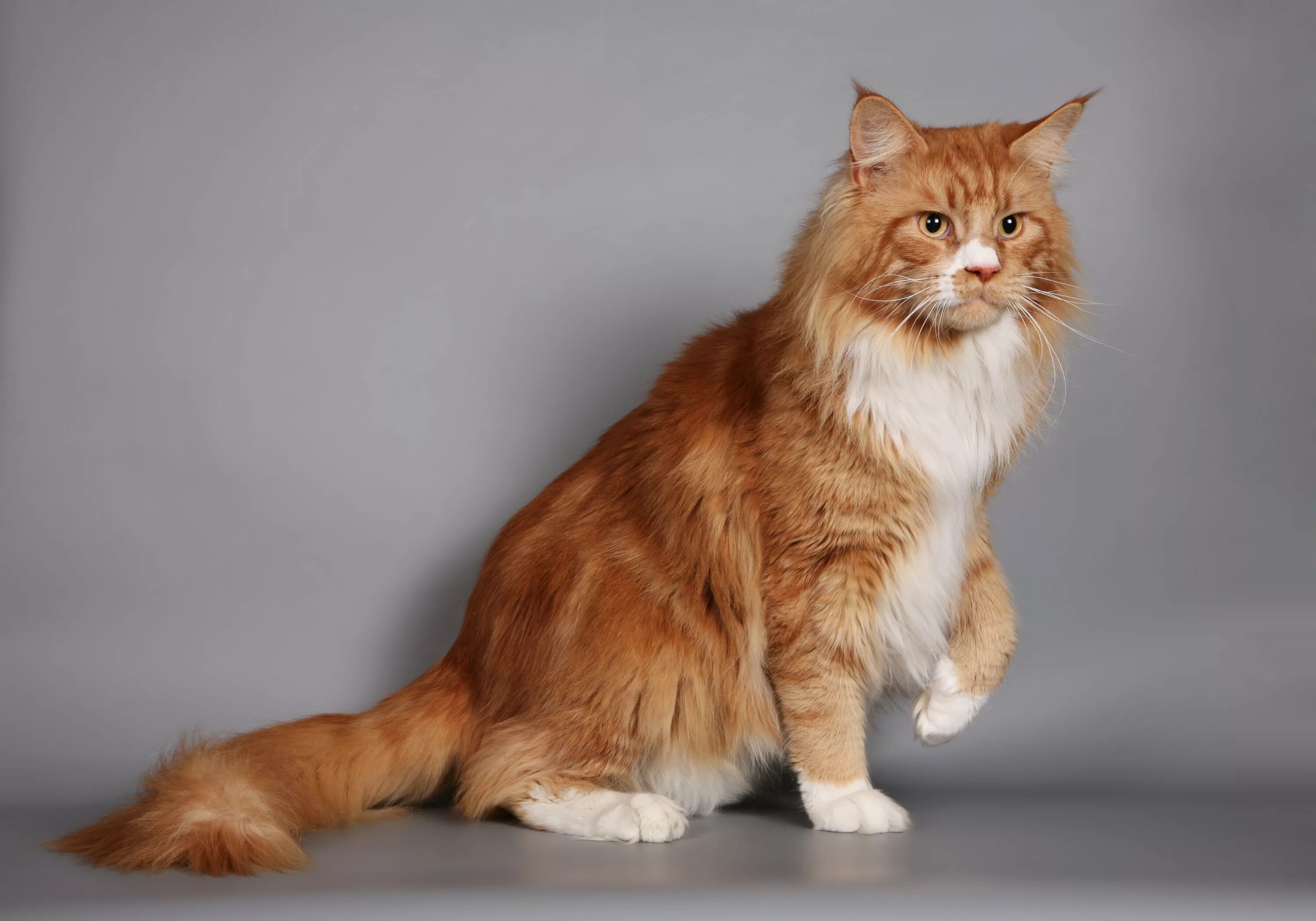 Largest cat