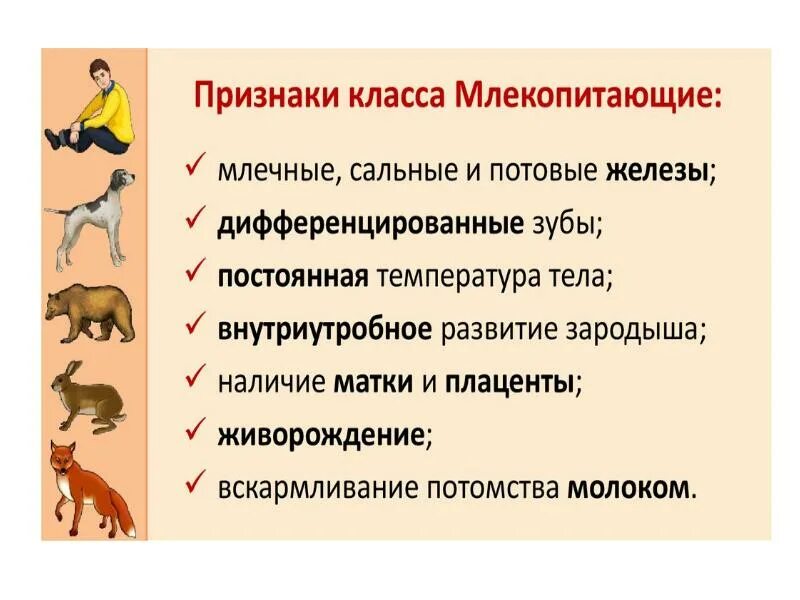 Биология 8 кл млекопитающие. Признаки млекопитающих. признаки животных класса млекопитающие. общие признаки класса млекопитающих. признаки всего класса млекопитающих.