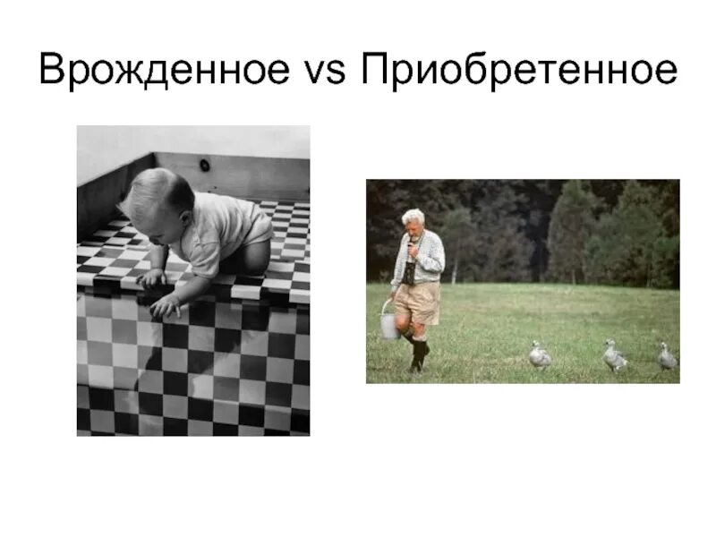 Врожденное и приобретенное поведение животных. Врожденное и приобретенное в восприятии психология. врожденное и приобретенное в развитии восприятия. врожденное и приобретенное поведение. проблема врожденного и приобретенного в восприятии.