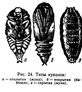 Стадия куколки