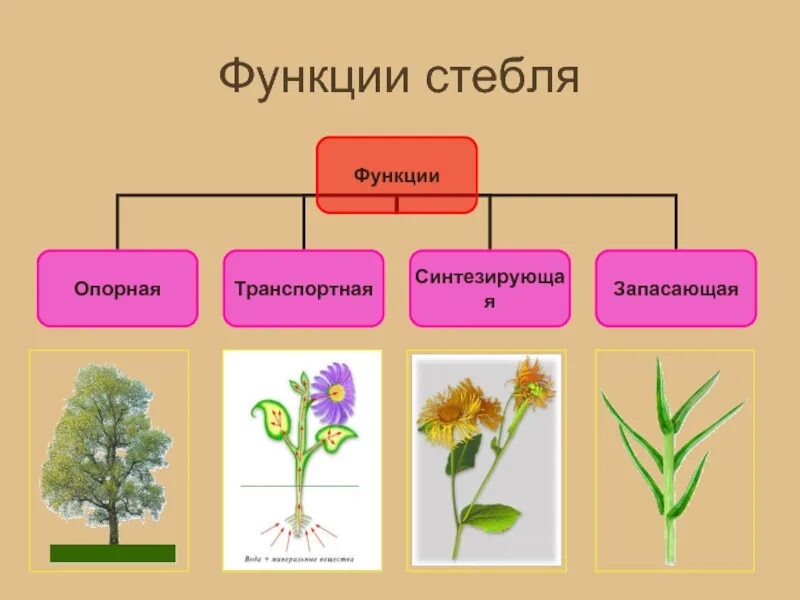 Опорная функция растения. Стебель биология 6 класс. Функции стебля растений. Опорная функция стебля рисунок. Функции стебля биология 6 класс.