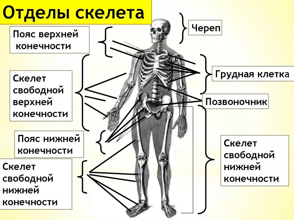 Отдел кости функции. Опорно двигательная система скелет человека анатомия. Опорно двигательная система скелет верхней конечности. Общее строение скелета человека отделы скелета. Опорно двигательная система функции скелета и мышц.