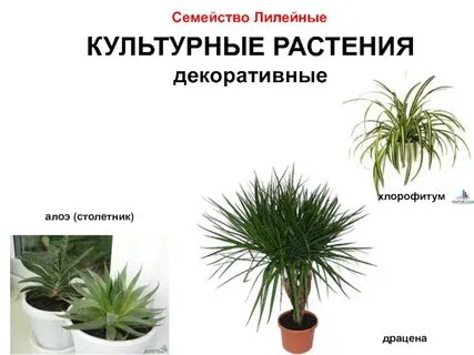 Семейства декоративных растений