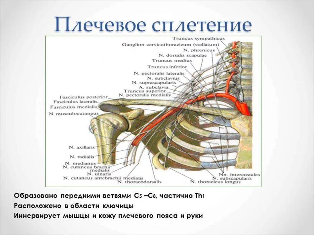 Плечевое сплетение и подключичная артерия. Топография плечевого сплетения топографическая анатомия. Плексит неврит плечевого нерва. Плексит локтевого нерва. Плексит неврит плечевого нерва.