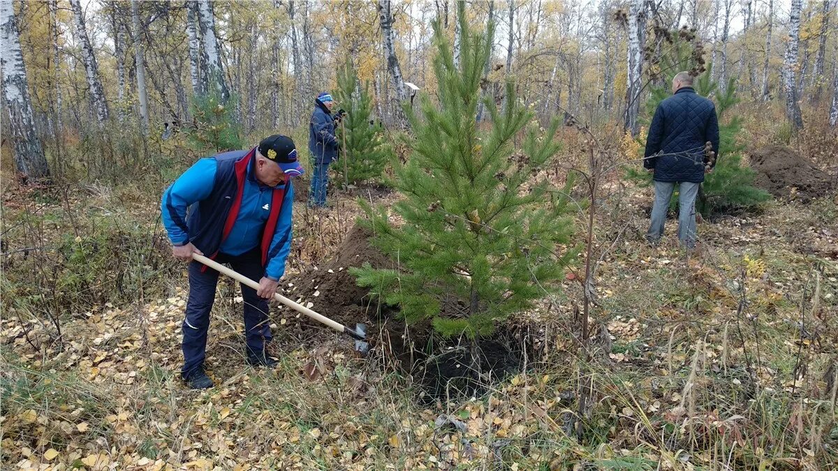 посадка елок. алтайский край посадка леса. сажаем елки. выкапывание сосны в лесу. можно ли выкапывать елки в лесу.