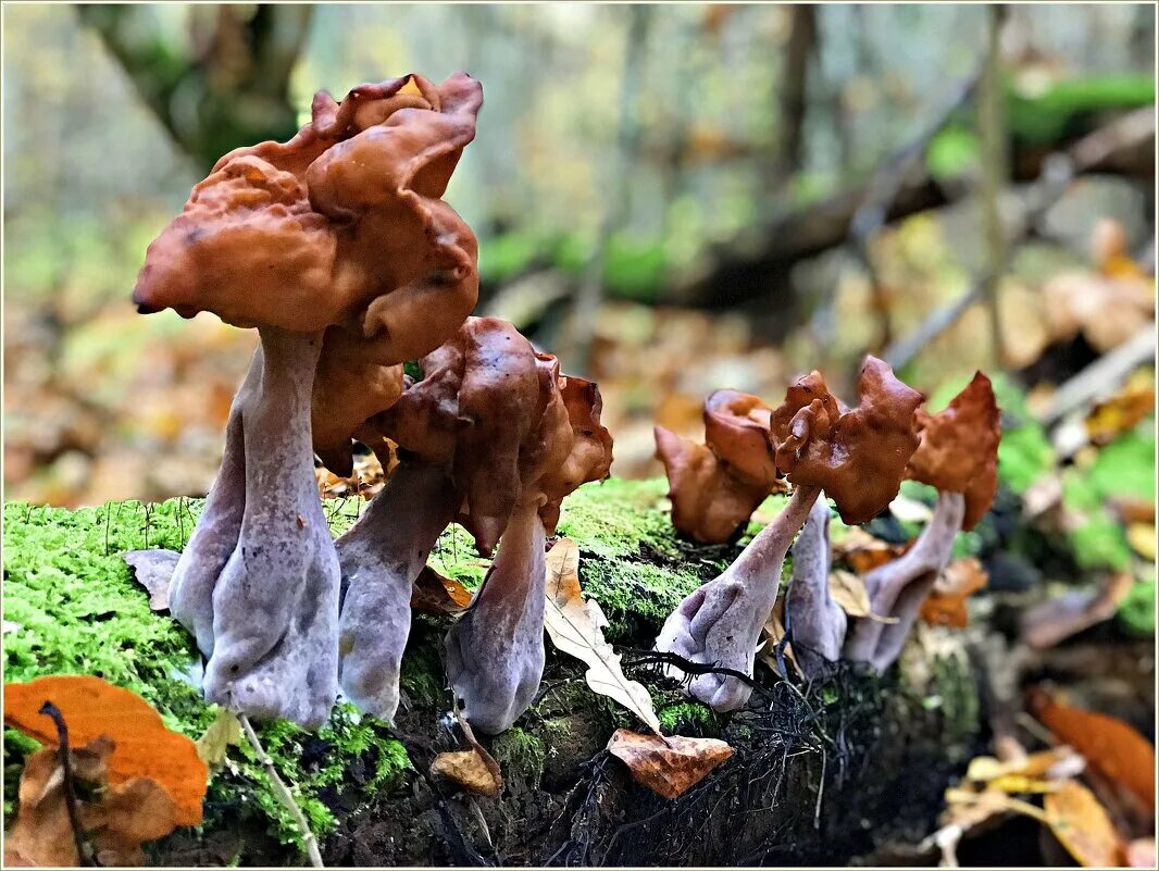 Строчок осенний ядовитый. Строчок осенний лопастник инфулоподобный. Строчок островерхий. Строчок осенний лопастник инфулоподобныйлопастник осенний. Строчок осенний гриб.