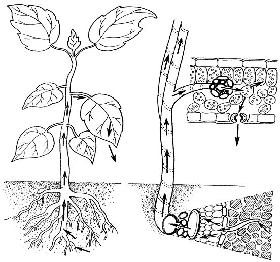Транспорт воды по стеблю снизу вверх