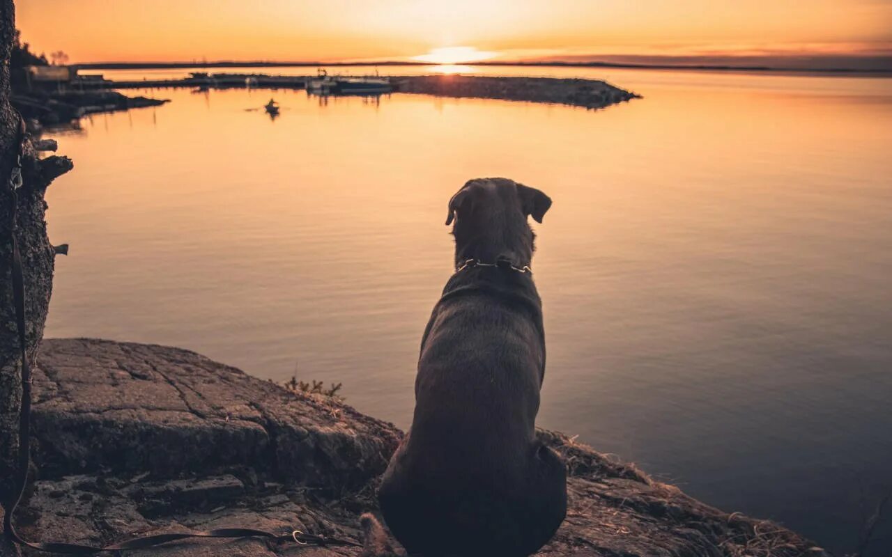 Собака со спины. Родезийский риджбек лапы. Немецкая овчарка спина. Собака на берегу реки. Собака со спины.