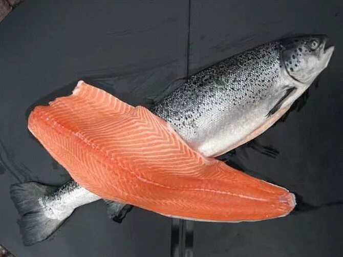 Красная нерка. Кижуч (oncorhynchus kisutch). Лосось чавыча. Лосось на рынке. Королевский лосось чавыча.