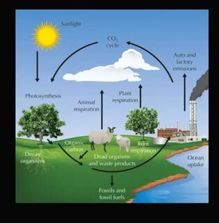 Co2 plants