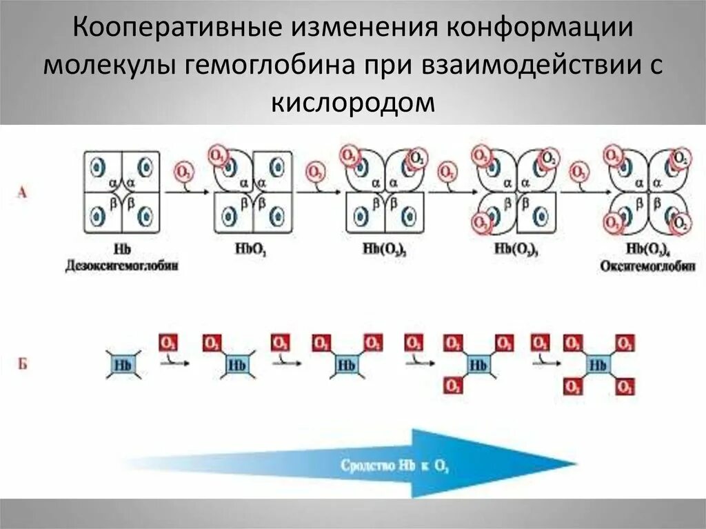 Изменение конформации. Кооперативные изменения конформации протомеров гемоглобина. Кооперативные изменения конформации. Изменение конформации гемоглобина. Кооперативное взаимодействие субъединиц гемоглобина.