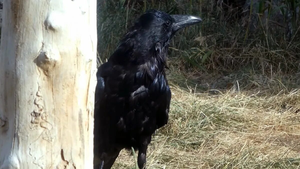 Умные ли вороны. Говорящие вороны. Говорящая ворона. Ворона разговаривает. Ворон говорит.