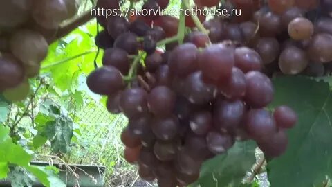 Виноград вкусный форум