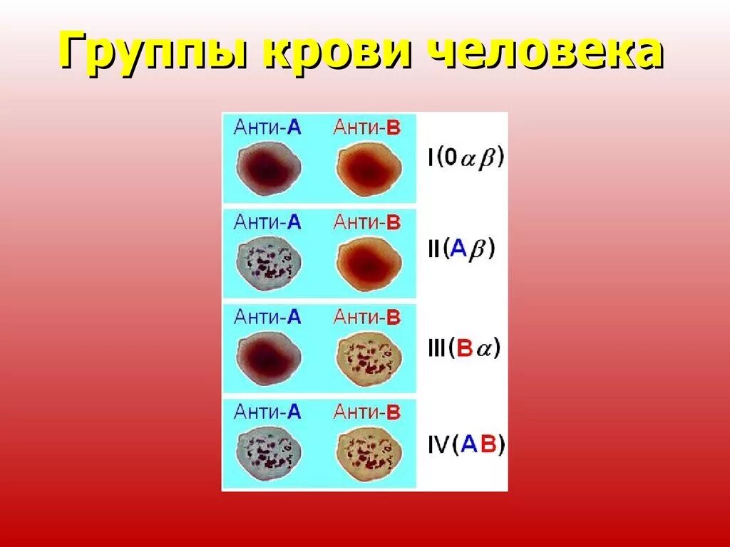 Группы крови человека. Группа крови по цвету. Кровь группы крови. Цвет крови по группам. Кровь группы а содержит