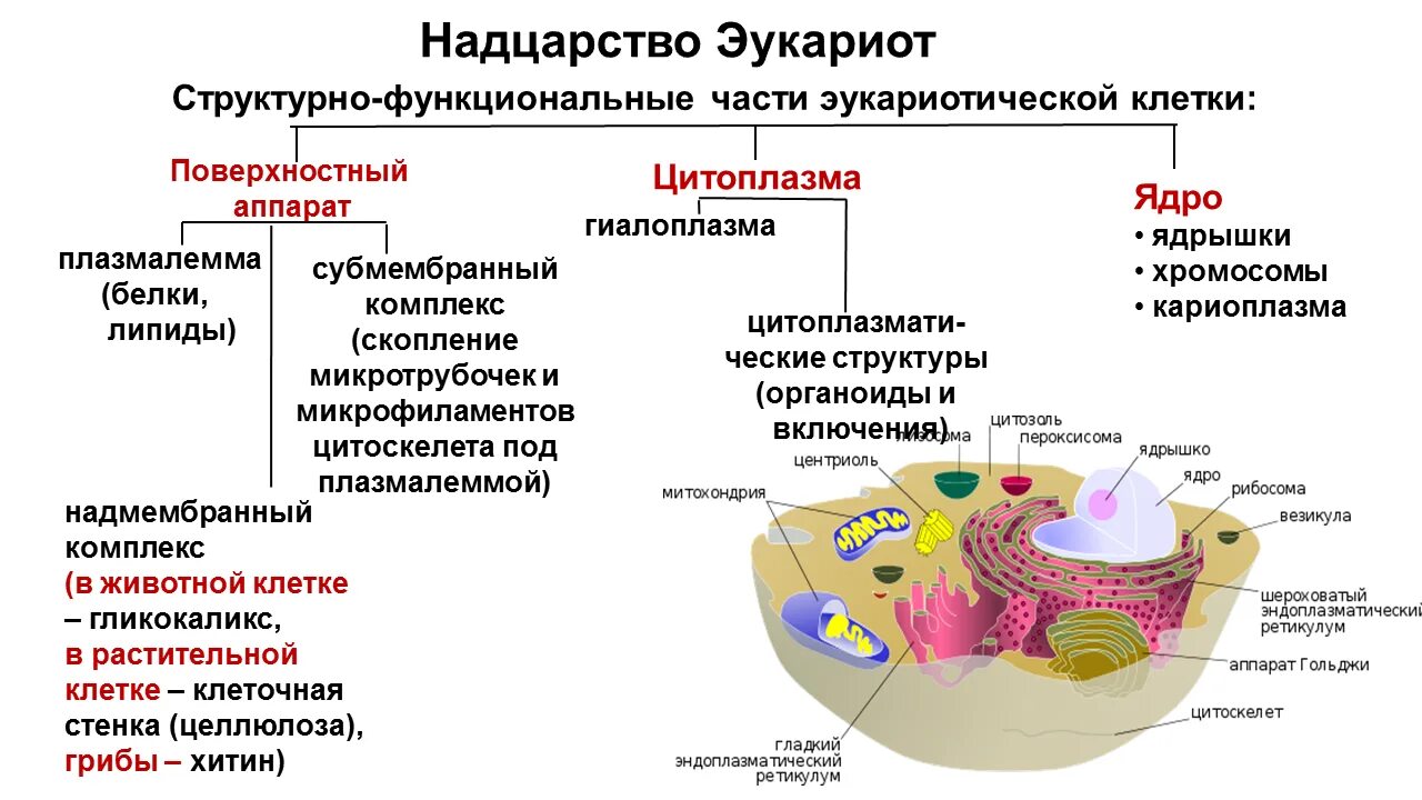 Основные компоненты эукариотической клетки схема. Общая характеристика строения эукариотической клетки. Структурно-функциональная организация эукариотической клетки. Основные части клетки эукариот.